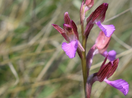 Il primo incontro con Anacamptis papilionacea