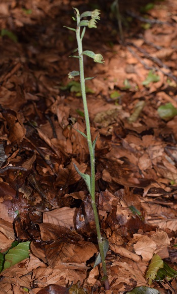 Epipactis microphylla?