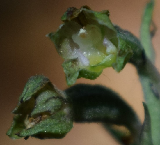 Epipactis microphylla?