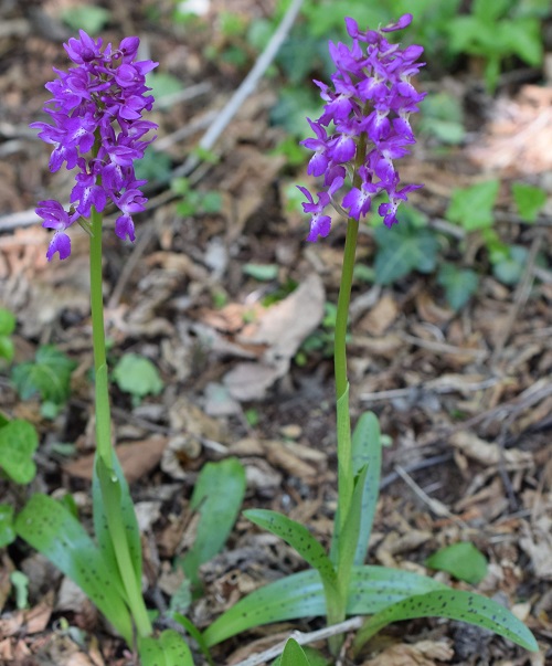 Chiedo conferma per Orchis mascula x Orchis provincialis