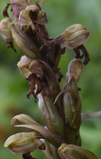 Chiedo conferma per Himantoglossum robertianum