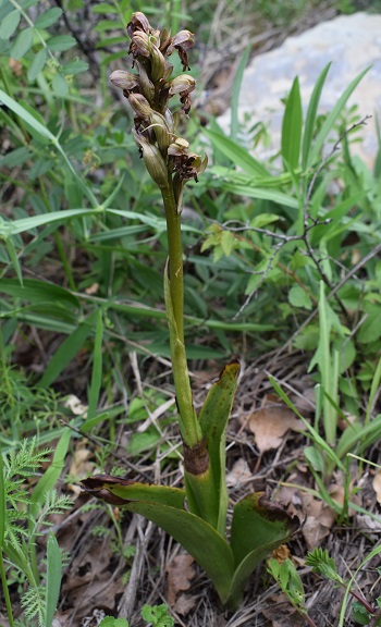 Chiedo conferma per Himantoglossum robertianum