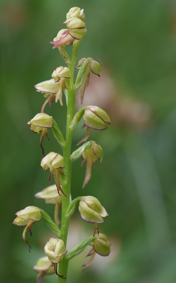 Orchis anthropophora in Provincia di Bergamo