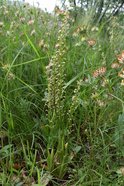 Orchis anthropophora in Provincia di Bergamo