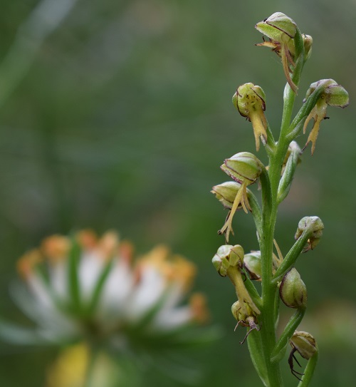 Orchis anthropophora in Provincia di Bergamo