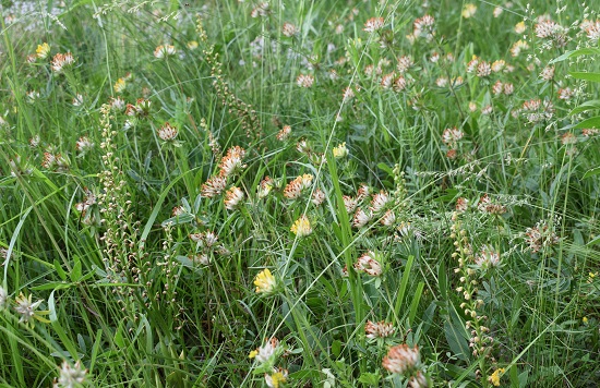 Orchis anthropophora in Provincia di Bergamo