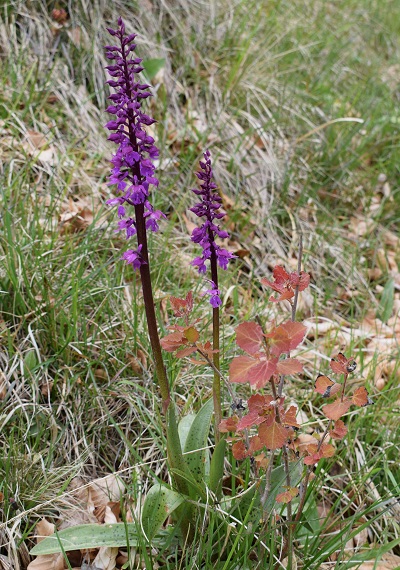 Chiedo conferma per Orchis mascula x Orchis provincialis