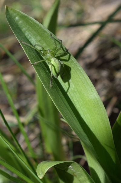Micrommata cfr. ligurina - Canossa (RE)