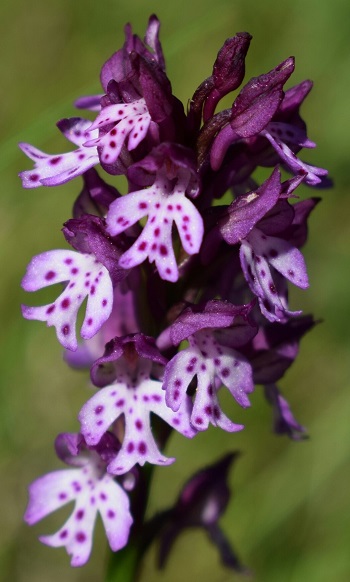 Neotinea tridentata x Neotinea ustulata?