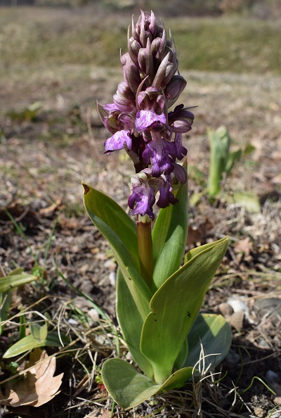 Barlie nell''Appennino Piacentino