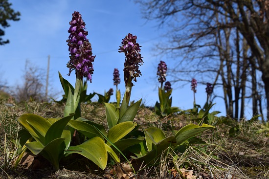 Barlie nell''Appennino Piacentino