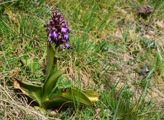 Barlie nell''Appennino Piacentino