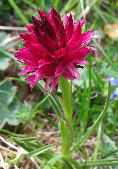 Nigritella rubra? si, ora Nigritella miniata