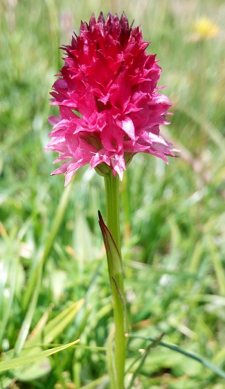 Nigritella rubra? si, ora Nigritella miniata