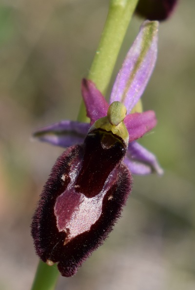 Ophrys bertolonii?