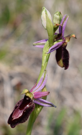 Ophrys bertolonii?