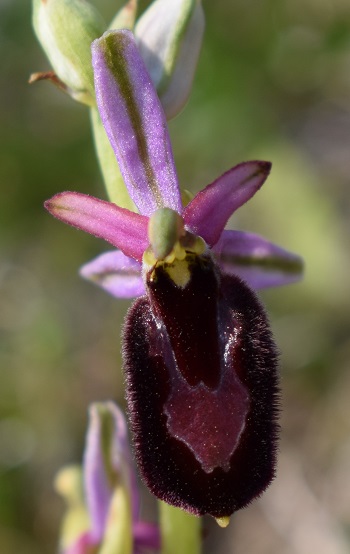 Ophrys bertolonii?