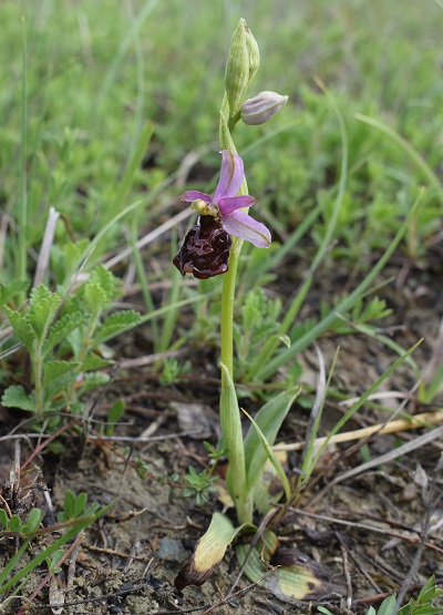 Forme ibride? si, Ophrys xbaldensis