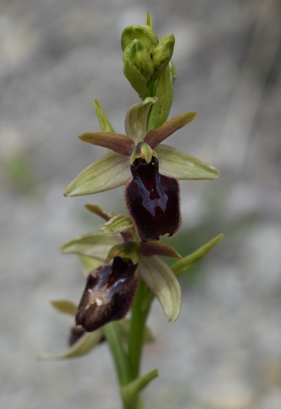 Ophrys ibrida?