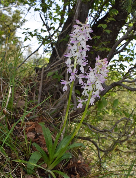 Orchis xpenzigiana?