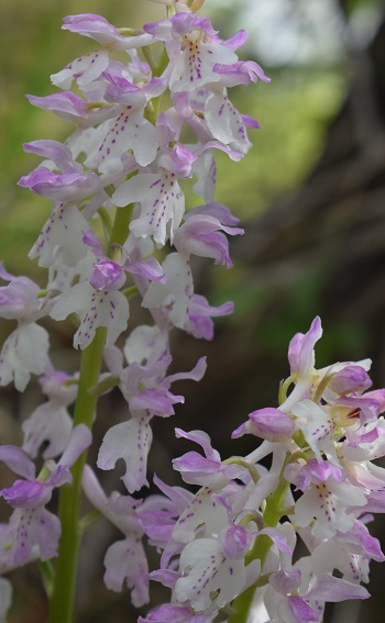 Orchis xpenzigiana?