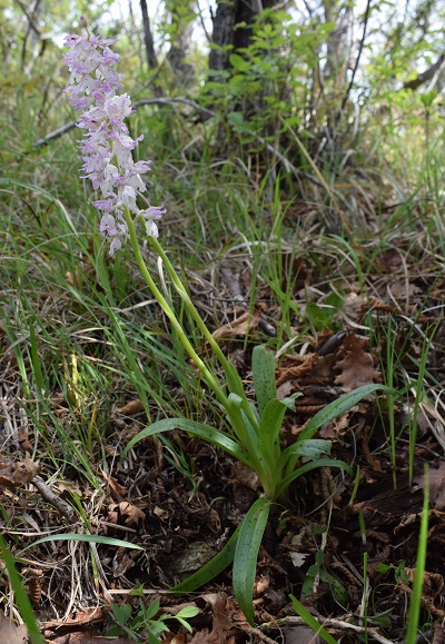Orchis xpenzigiana?