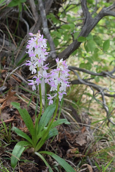 Orchis xpenzigiana?