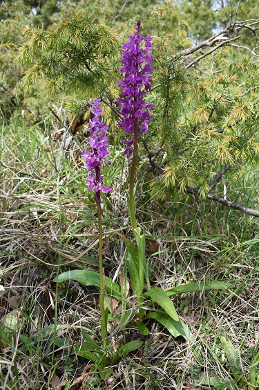 Orchis xpenzigiana?