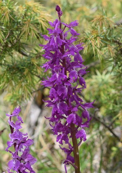 Orchis xpenzigiana?