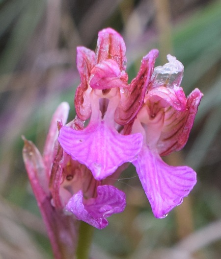 Anacamptis papilionacea sul Lago d''Iseo