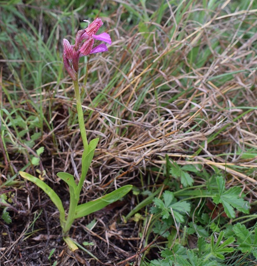 Anacamptis papilionacea sul Lago d''Iseo