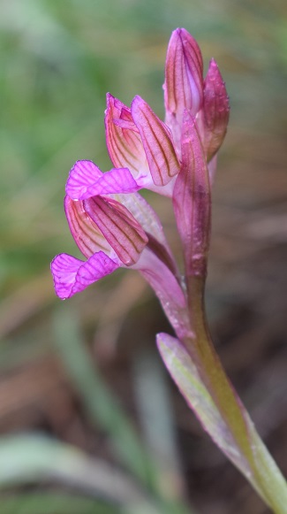 Anacamptis papilionacea sul Lago d''Iseo