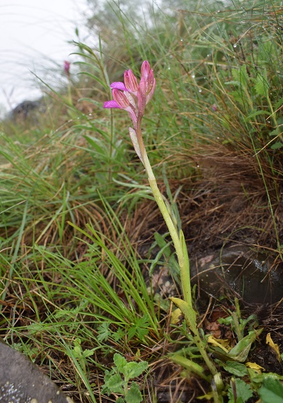 Anacamptis papilionacea sul Lago d''Iseo