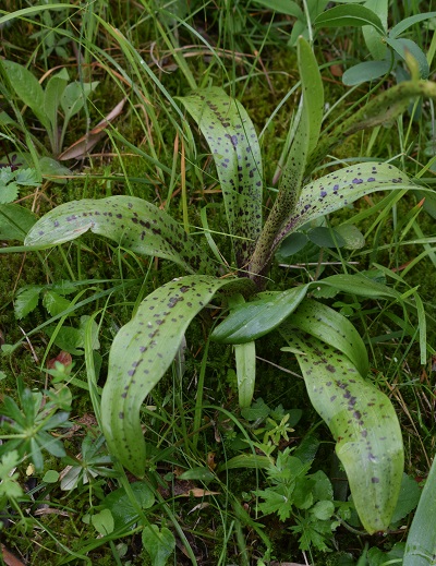 Orchis mascula con foglie maculate?