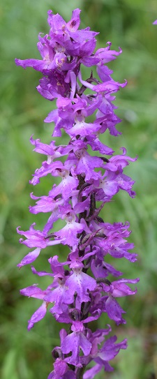Orchis mascula con foglie maculate?