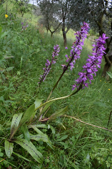 Orchis mascula con foglie maculate?