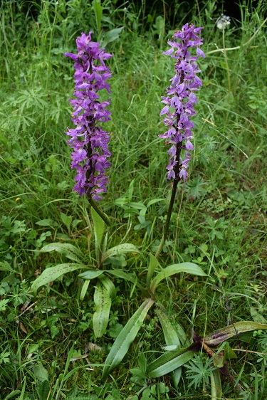 Orchis mascula con foglie maculate?