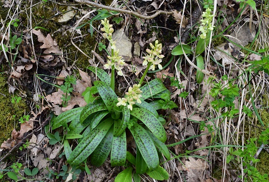 Orchis pallens x Orchis provincialis