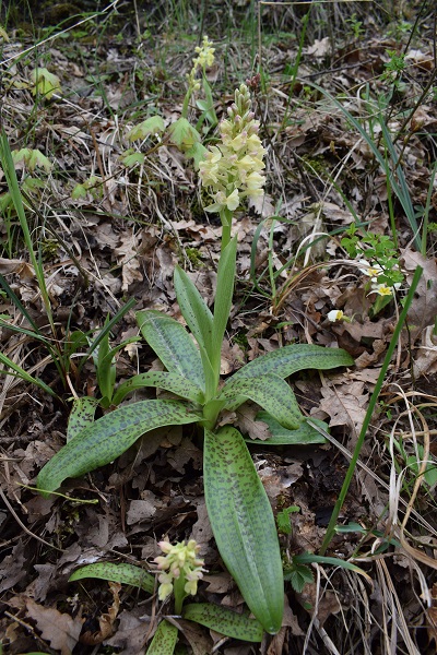 Orchis pallens x Orchis provincialis