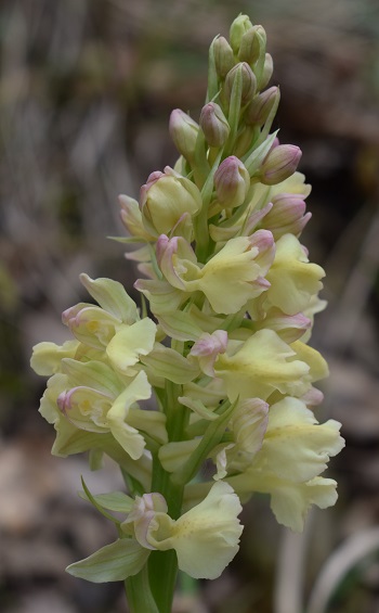 Orchis pallens x Orchis provincialis