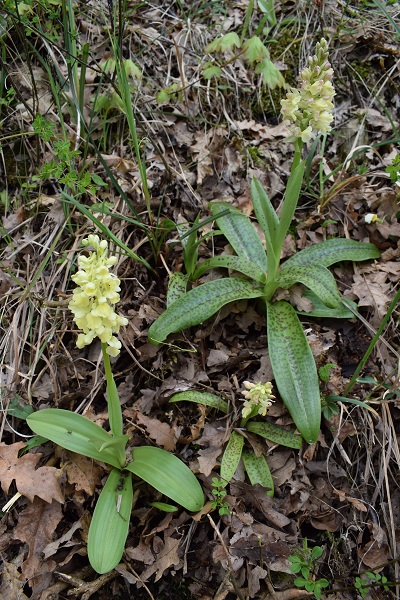 Orchis pallens x Orchis provincialis