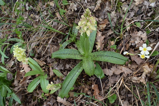 Orchis pallens x Orchis provincialis