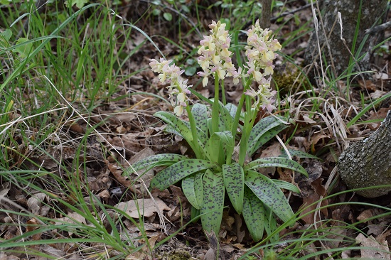 Orchis pallens x Orchis provincialis