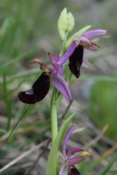 Ophrys bertolonii oppure Ophrys benacensis?