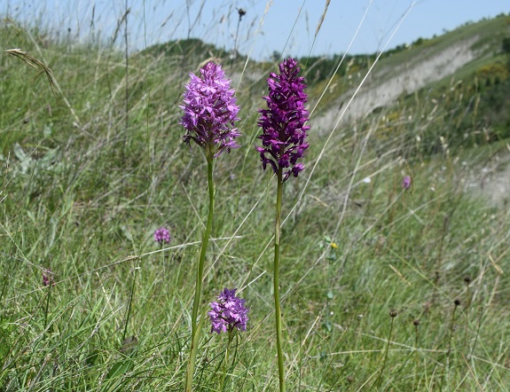 Anacamptis x simorrensis (Anacamptis coriophora x Anacamptis pyramidalis)