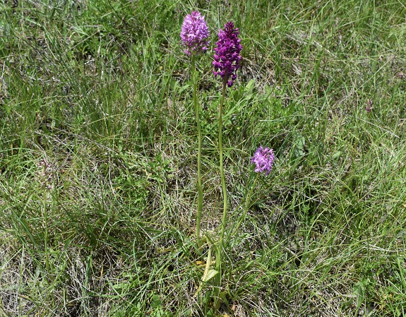 Anacamptis x simorrensis (Anacamptis coriophora x Anacamptis pyramidalis)