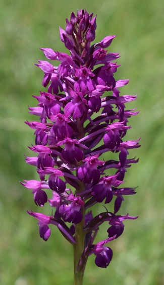 Anacamptis x simorrensis (Anacamptis coriophora x Anacamptis pyramidalis)