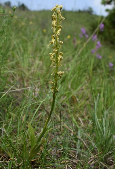 Orchis anthropophora in Appennino Reggiano