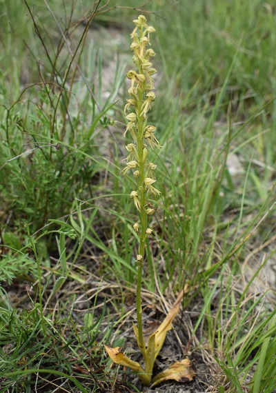 Orchis anthropophora in Appennino Reggiano