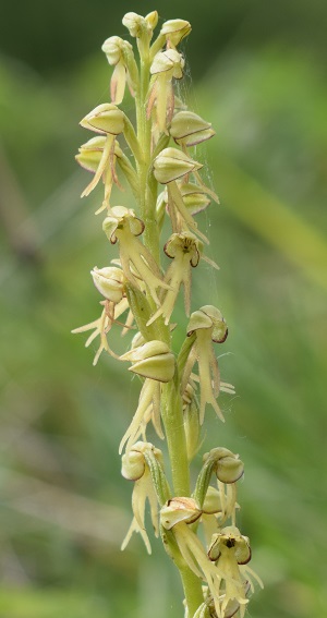 Orchis anthropophora in Appennino Reggiano